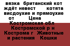 вязка -британский кот ждёт невест      котята висдоухие и прямоухие от 2000 › Цена ­ 1 500 - Костромская обл., Костромской р-н, Кострома г. Животные и растения » Кошки   